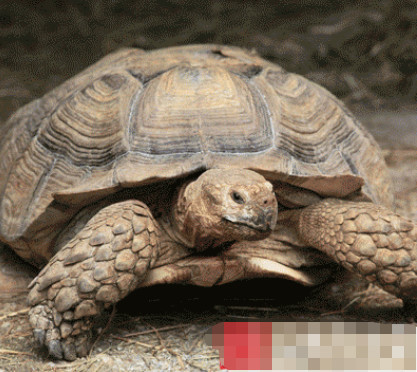 千年古墓惊现巨龟,人们看到觉得背后发冷,专家道出真实原因