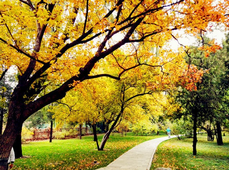 北京|一到秋天，北京就美成了北平