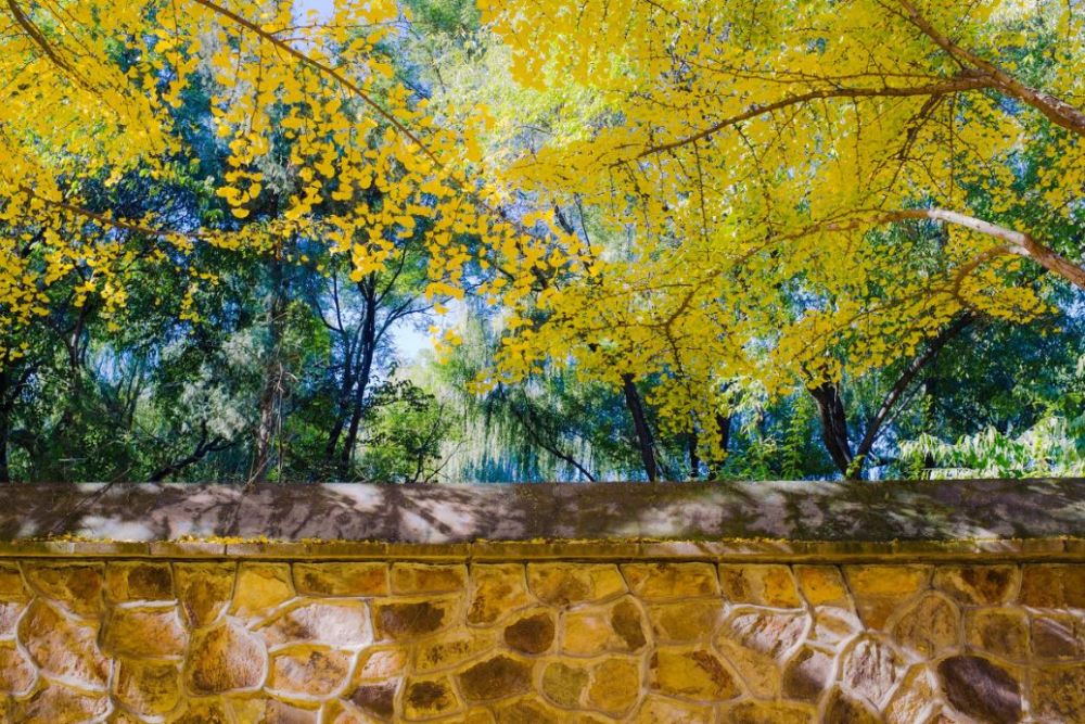 北京|一到秋天，北京就美成了北平