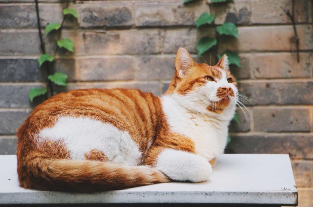 北京|一到秋天，北京就美成了北平