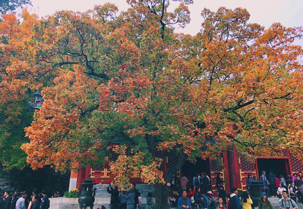 北京|一到秋天，北京就美成了北平