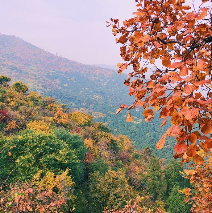 北京|一到秋天，北京就美成了北平