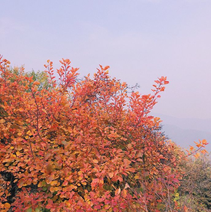 北京|一到秋天，北京就美成了北平