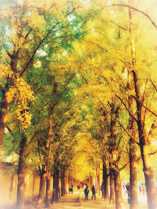 北京|一到秋天，北京就美成了北平