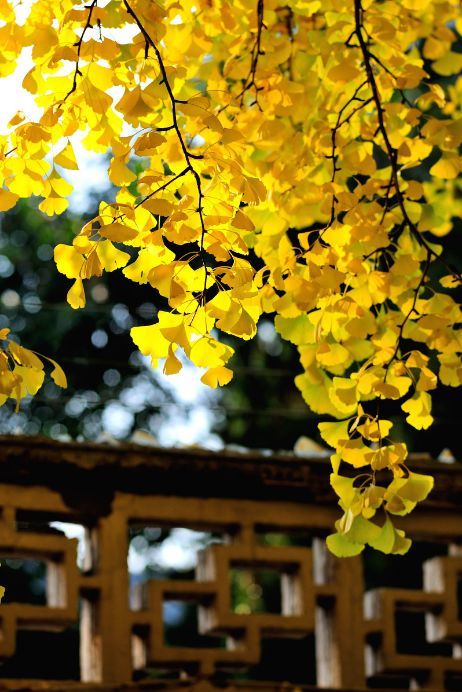 北京|一到秋天，北京就美成了北平