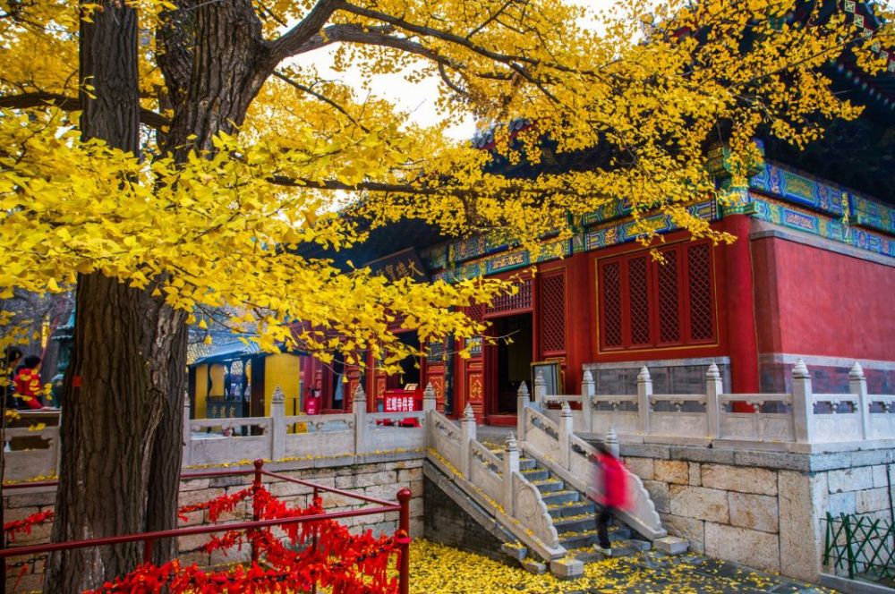 北京|一到秋天，北京就美成了北平