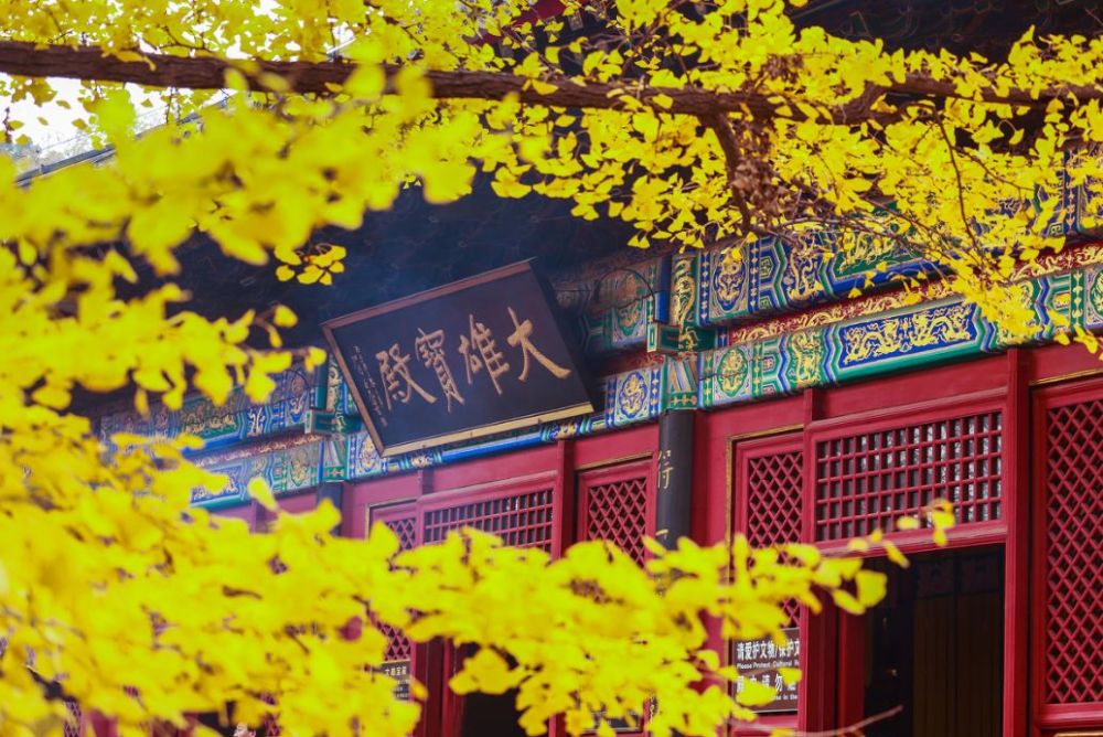 北京|一到秋天，北京就美成了北平