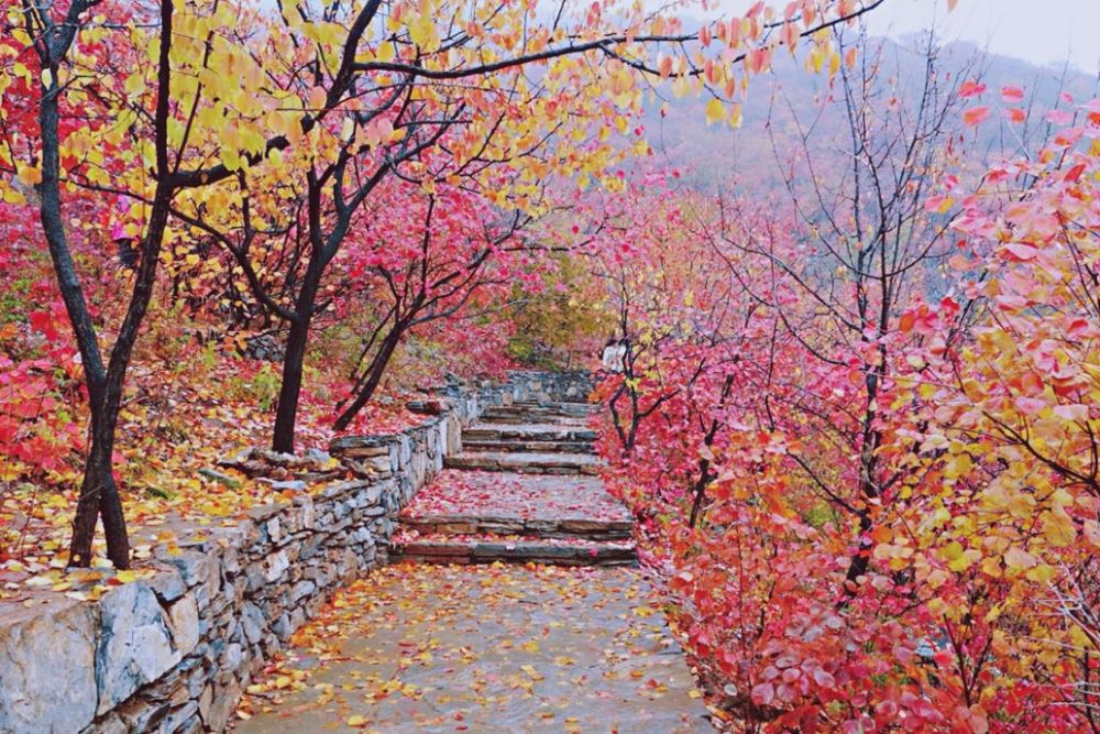 北京|一到秋天，北京就美成了北平