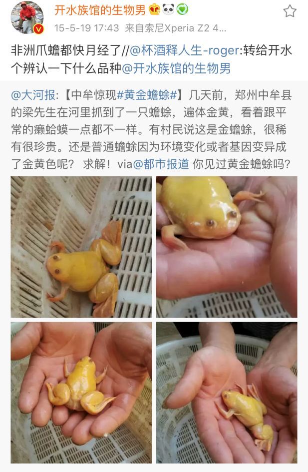 物种日历 呆萌可爱的彩蛙 怎么就成了传播不治之症的一环 爪蟾 非洲 生物学