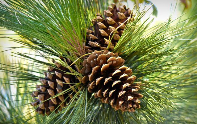 这树是中国特有,搭建景区木屋就用它,果实泡水还治咳嗽