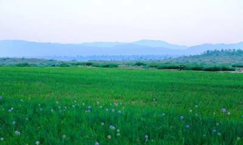 剖析:巴彦淖尔人的胃里究竟有些啥?