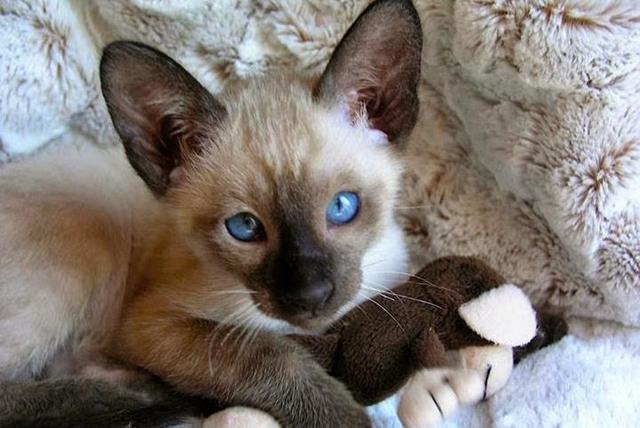 给猫咪起名字有什么讲究?看看这些脑洞大开的名字有你家的吗