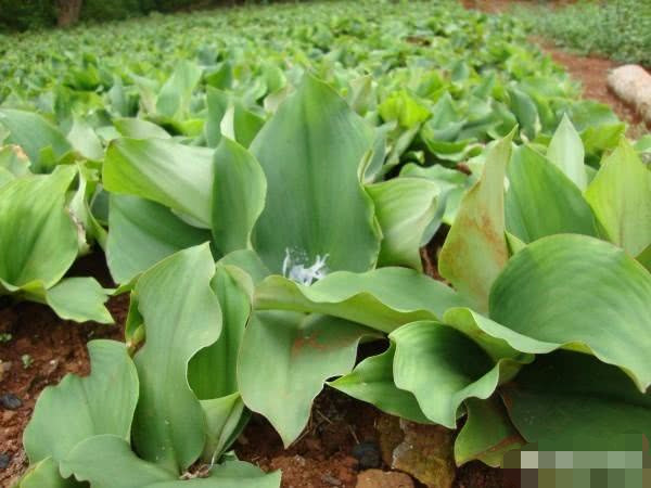 沙姜即山柰,一种多年生伏地草本,姜科植物根茎