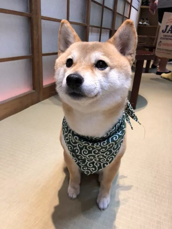 柴犬vs 豆柴 的区别 腾讯新闻