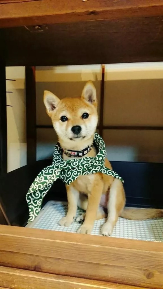 柴犬vs 豆柴 的区别 腾讯新闻