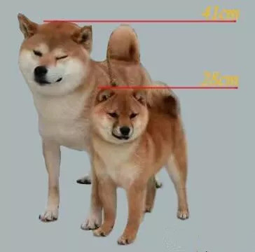 柴犬vs"豆柴"的区别?