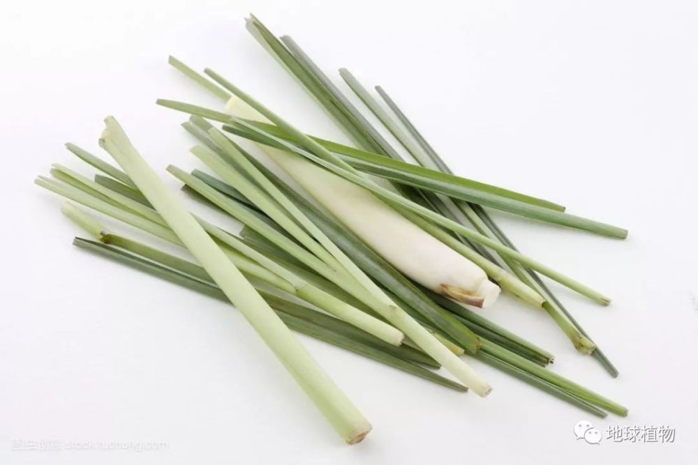 香茅:东南亚菜式中的主角,香水功臣