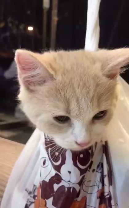 猫咪被主人嫌弃掉毛装在塑料袋里,但人家表示抛媚眼依旧不费力