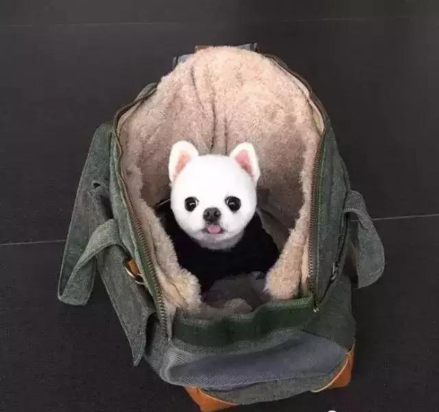 呆萌小馒头,这一声嗷可真是喊出了境界