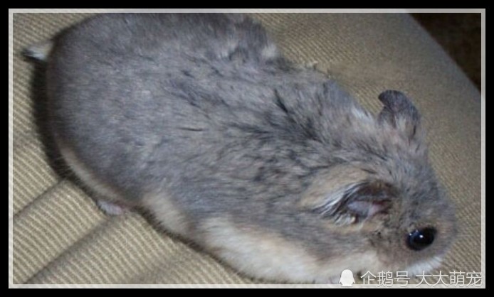 主人把死去仓鼠埋土里,一年后祭拜时,意外惊喜让主人哭成泪人