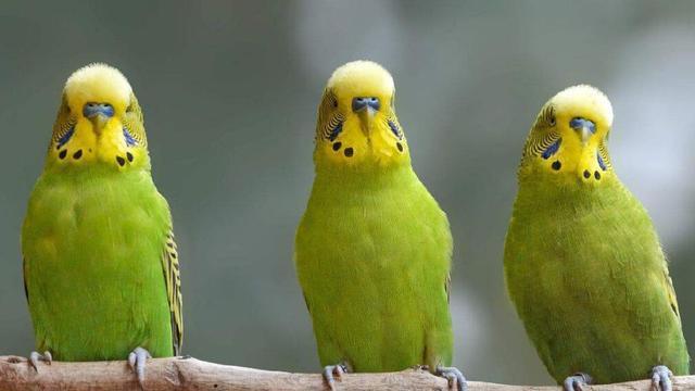 641