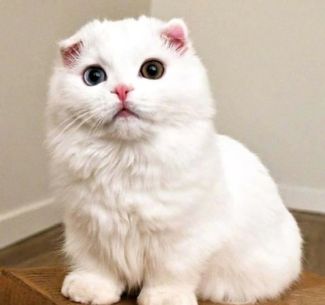 实力圈粉的 鸳鸯眼 白猫 原来是因为生病了 长知识了 鸳鸯 白猫 喵星人