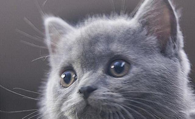 如何成功的养好一只英国蓝短毛猫呢?