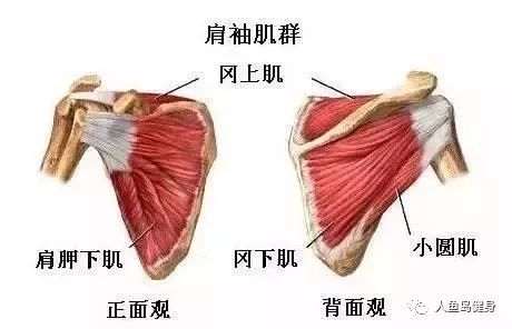 肩袖四肌又包括:岡上肌,岡下肌,小圓肌,肩胛下