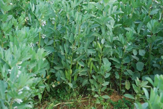 如果你家菜园种有这种植物请珍惜,它价值珍贵,曾是人们的救命粮