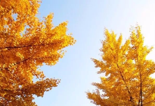 金秋|组图：金秋北京赏银杏正当时！可惜这些银杏观赏地大多数人都不知道