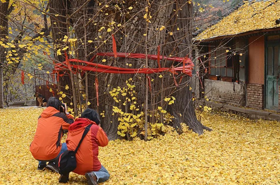 金秋|组图：金秋北京赏银杏正当时！可惜这些银杏观赏地大多数人都不知道