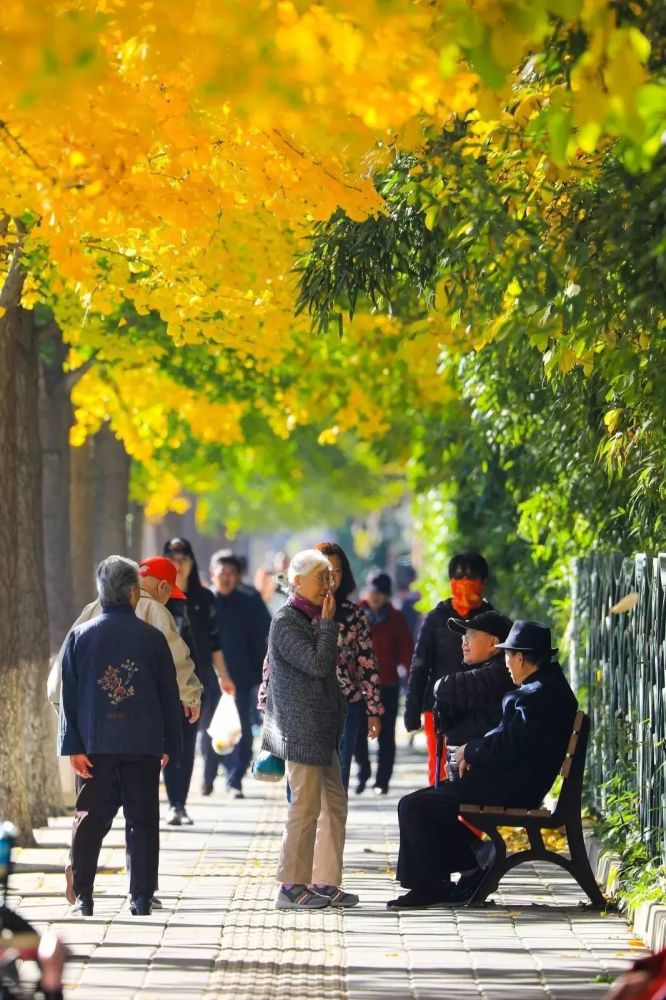 金秋|组图：金秋北京赏银杏正当时！可惜这些银杏观赏地大多数人都不知道