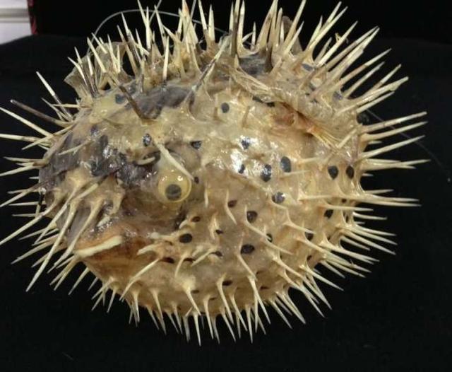 为了躲避天敌，保护自己，动物们想出了五花八门的方法