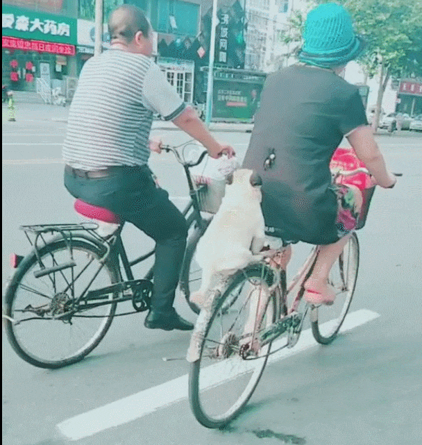 主人骑自行车载着狗子逛街, 狗子在后座施展坐功, 简直无敌了