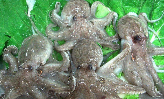 主播生吃章鱼就罢了,还在章鱼里面加大量的芥