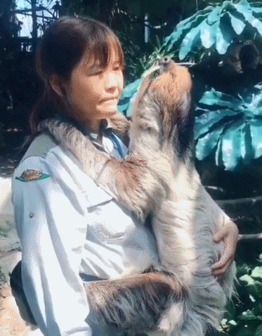 树懒吃着吃着就睡着了,饲养员很无奈:快醒醒,吃饱再睡