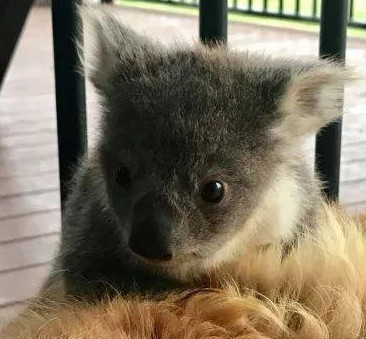 主人早上起床,发现金毛委屈巴巴的,原来窝里多