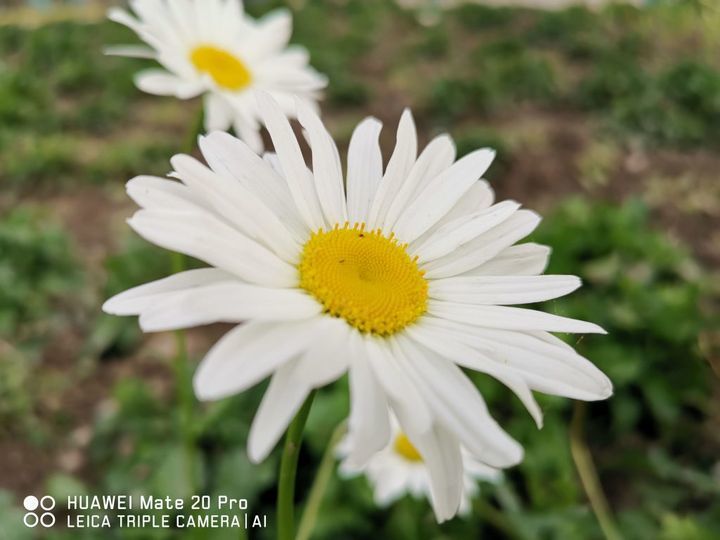 华为 Mate 20 Pro 拍照实测:最强徕卡三摄有多