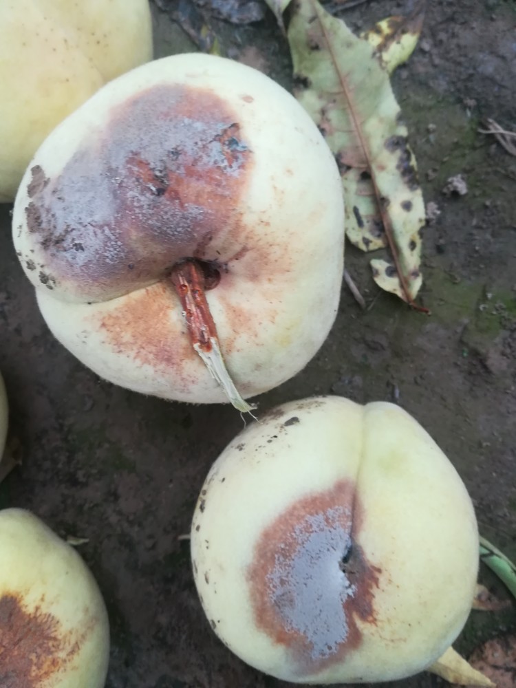 桃子腐烂变黑是怎么回事?桃树褐腐病的防治技术