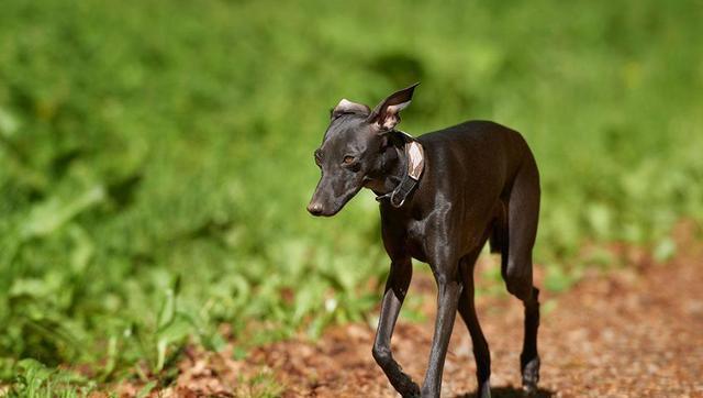 关于意大利灵缇犬你需要了解的一切