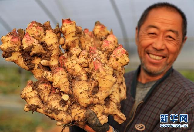 河北唐山:特色种植惠农家