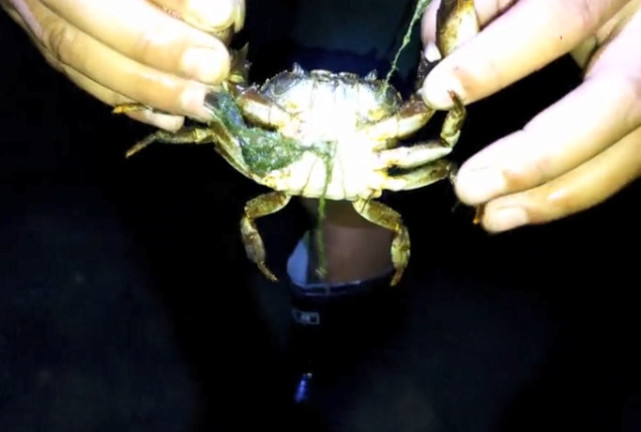 小伙选择半夜抓螃蟹收获比起白天要多好多一抓一只看着过瘾