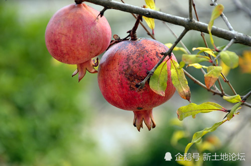 2019年种植什么最赚钱?精选6类种植致富项目