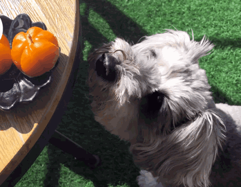 纯素食recipe | 万圣节特辑:来来来好看不发胖的南瓜小甜品了解一下!