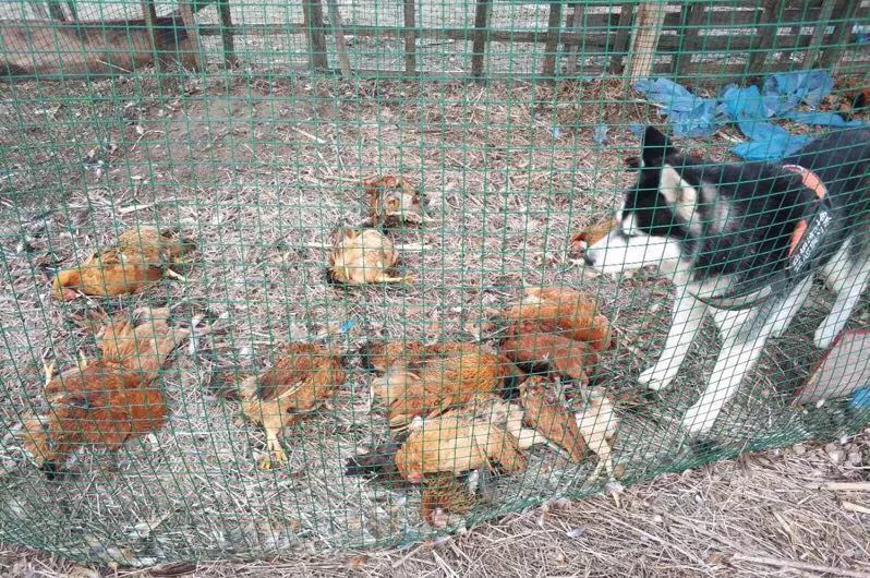 一条哈士奇闯进鸡舍,犯下了命案