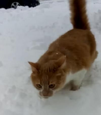 猫咪行动迟缓地在雪地上走着 狗狗对着猫咪的脑袋就是一掌 猫咪