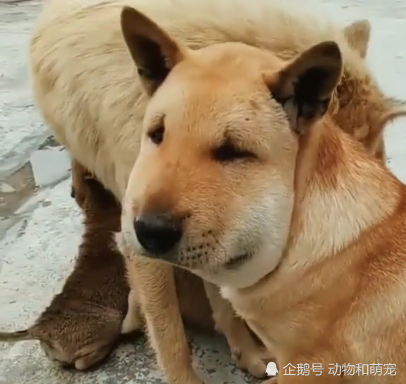 田园犬两兄弟出门去玩 可回来时脸就肿成了狮子 不厚道的笑了