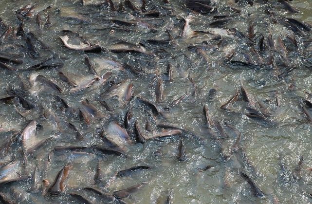 鲶鱼肉多无刺但很多人宁吃草鱼也不吃鲶鱼这是为什么