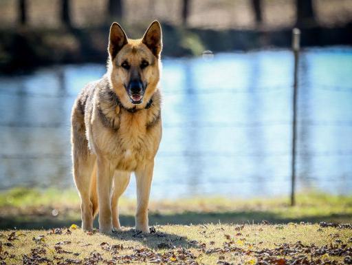 德国牧羊犬和拉布拉多猎犬的色盲犬品种