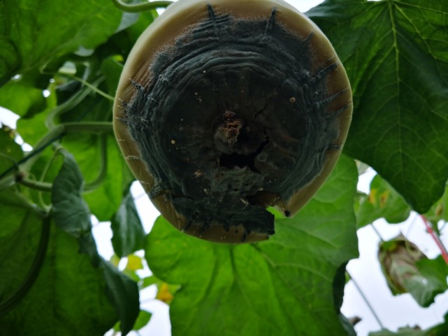 甜瓜灰霉病来袭到底用什么药防治效果好